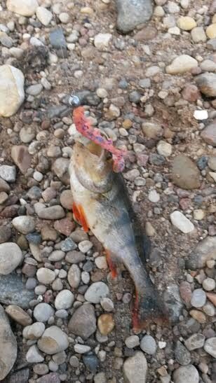 Eurasian perch — Neman River