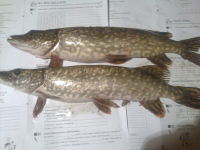 Northern Pike, 1.8 kg — Kretuonas