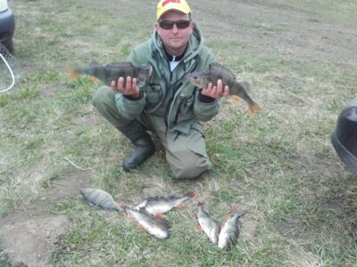 Eurasian perch, 0.9 kg