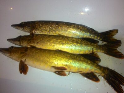 Northern Pike ×3