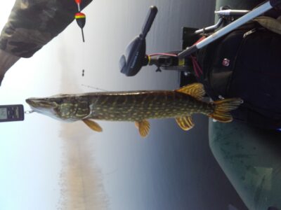 Northern Pike, 2.4 kg