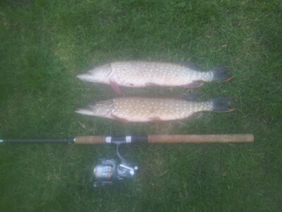 Northern Pike