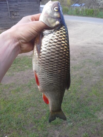 chub ×3 — Dubysa