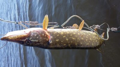 Northern Pike ×4 — Elektrėnai reservoir