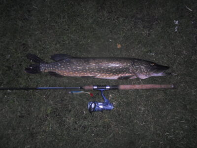 Northern Pike, 3.0 kg — Stanelių