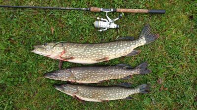 Northern Pike ×3 — Labūnavos