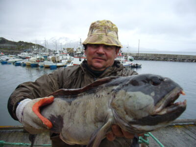Atlantic wolffish, 5.7 kg — Norwegian Sea