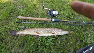Northern Pike, 1.2 kg — Poškonių