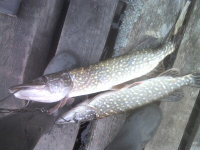Northern Pike, 2.5 kg — Pociūnų