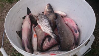 Carp bream ×6 — Neman River