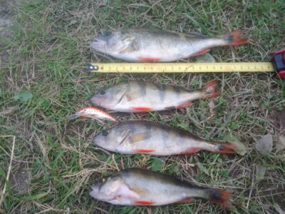 Eurasian perch ×4