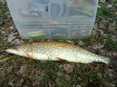 Northern Pike, 1.2 kg — Kiaunas