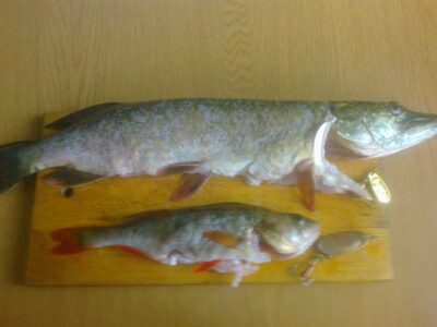 Northern Pike, 1.0 kg — Danė
