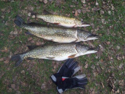 Northern Pike ×3