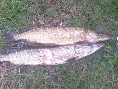 Northern Pike, 2.1 kg — Kretuonas