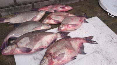 Carp bream ×7 — Neman River