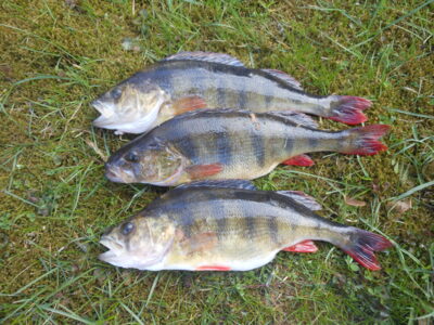 Eurasian perch ×3 — Germantas