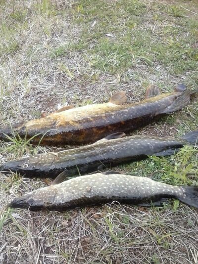 Northern Pike ×3 — Maldenių