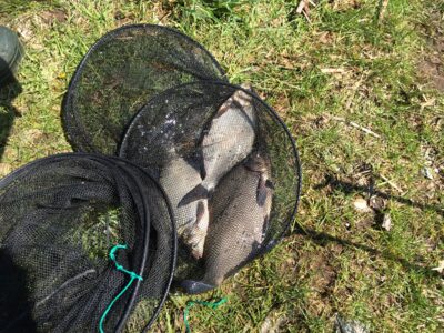 Carp bream ×3 — Gulbinų