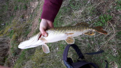 Northern Pike — Kaunas reservoir