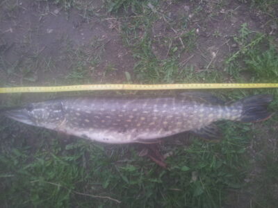 Northern Pike, 1.7 kg