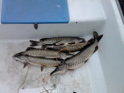 Northern Pike ×5 — Čičirys
