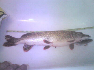 Northern Pike, 2.7 kg — Pociūnų