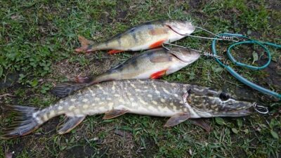 Eurasian perch, 0.7 kg