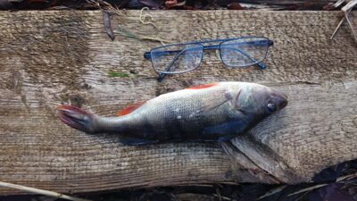 Eurasian perch