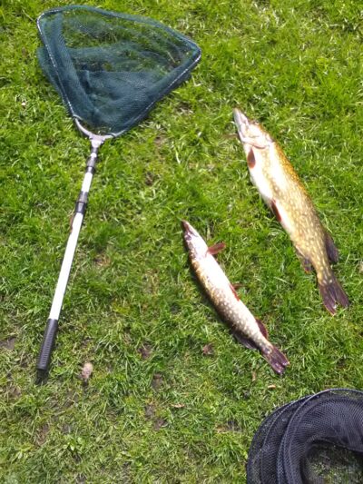Northern Pike, 3.5 kg