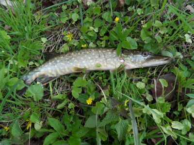 Northern Pike — Шешупе