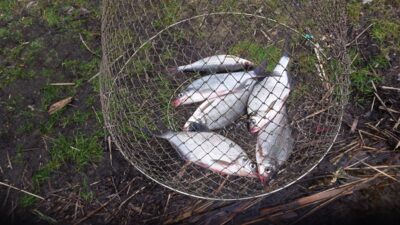 Carp bream ×6 — Spenglas