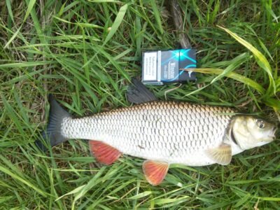 chub, 1.0 kg