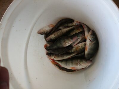 Eurasian perch ×18 — Kuršių