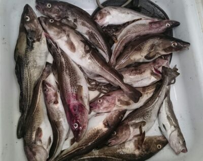 Atlantic cod ×15 — Baltic Sea
