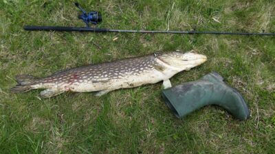 Northern Pike, 11.5 kg