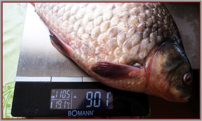 Crucian carp ×4