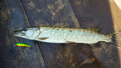 Northern Pike, 1.4 kg — Dysnai