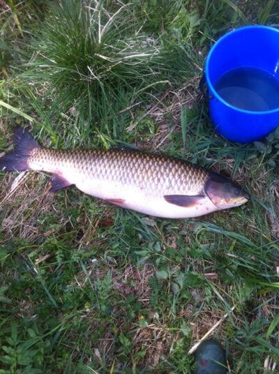 Grass carp, 10.6 kg