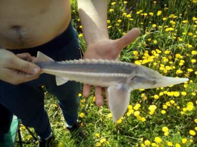 Starry sturgeon, 0.5 kg