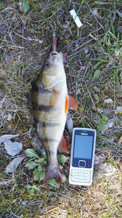 Eurasian perch, 0.5 kg — Širvėnos