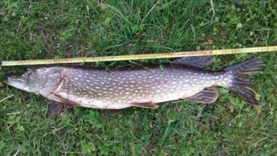 Northern Pike, 4.4 kg