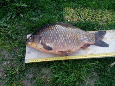 Prussian carp, 1.9 kg — Ylakių