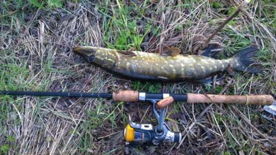 Northern Pike, 1.0 kg
