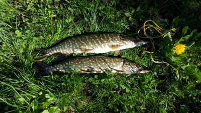 Northern Pike — Pakalas
