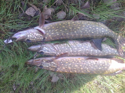 Northern Pike ×3 — Lazdinių