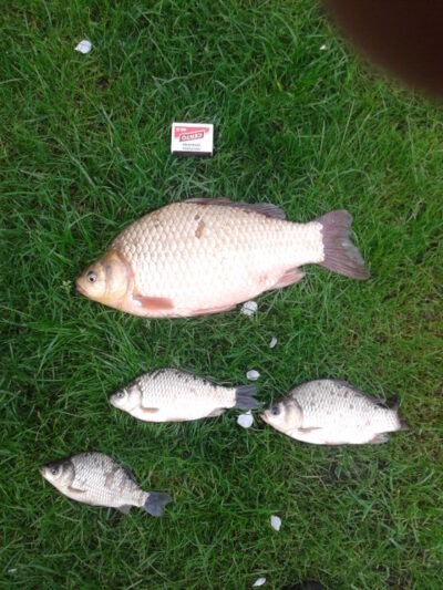 Crucian carp, 1.0 kg