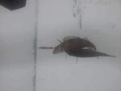Eurasian perch — Kupiškio