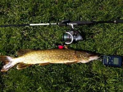 Northern Pike, 0.9 kg