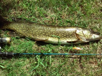 Northern Pike, 8.5 kg — Gėgė
